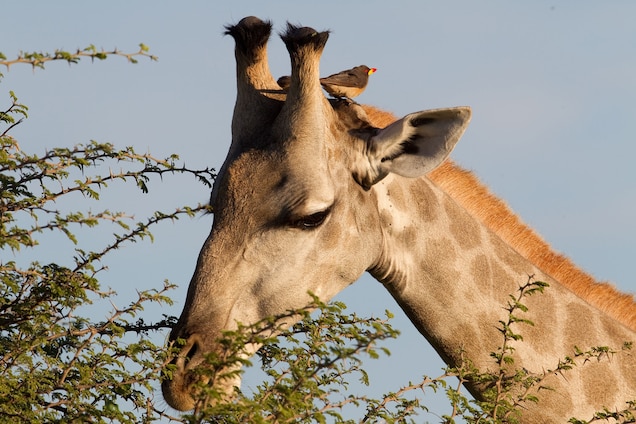 Detail Images Of A Giraffe Nomer 49