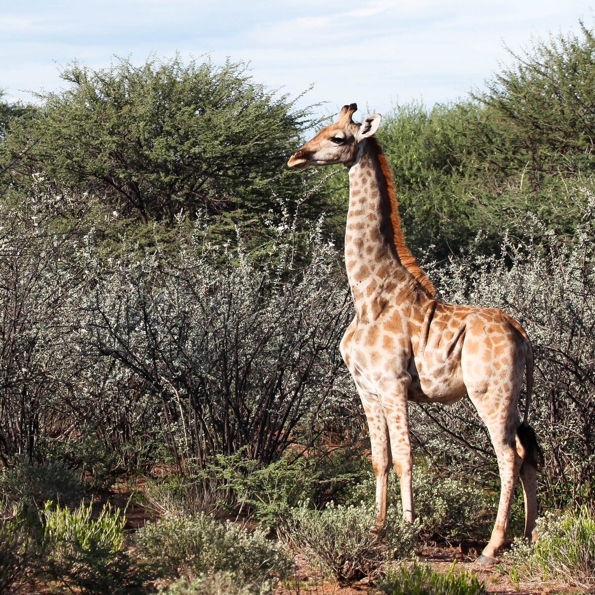 Detail Images Of A Giraffe Nomer 53