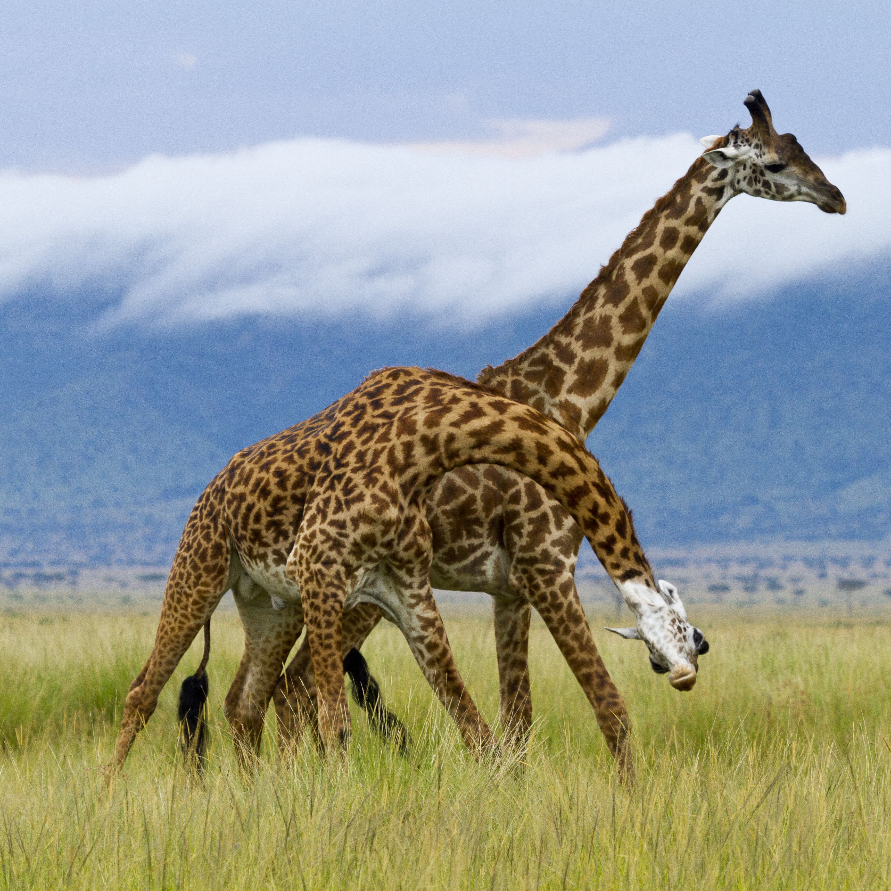 Detail Images Of A Giraffe Nomer 8