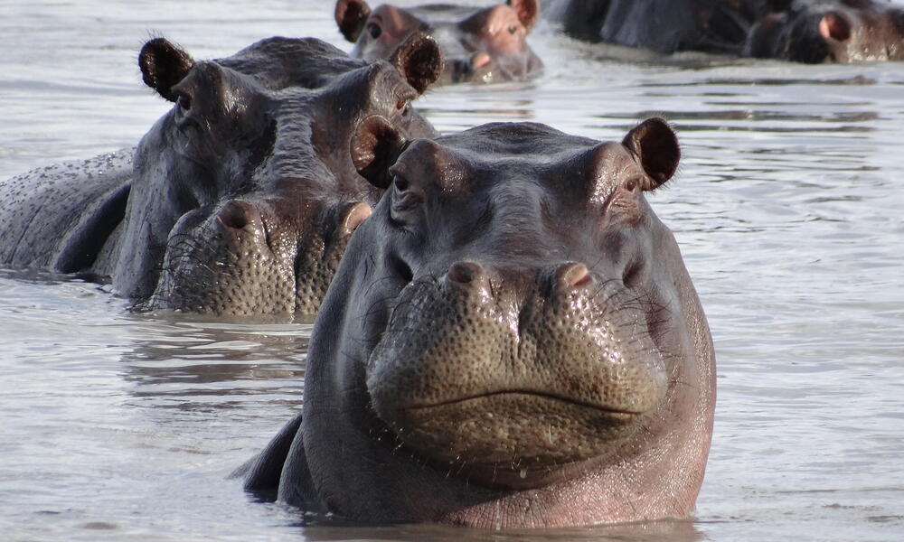 Detail Images Of A Hippopotamus Nomer 2