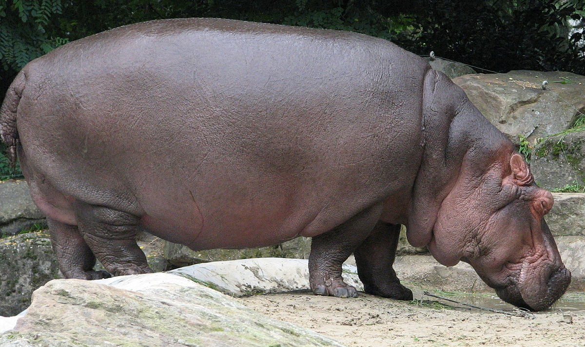 Detail Images Of A Hippopotamus Nomer 23