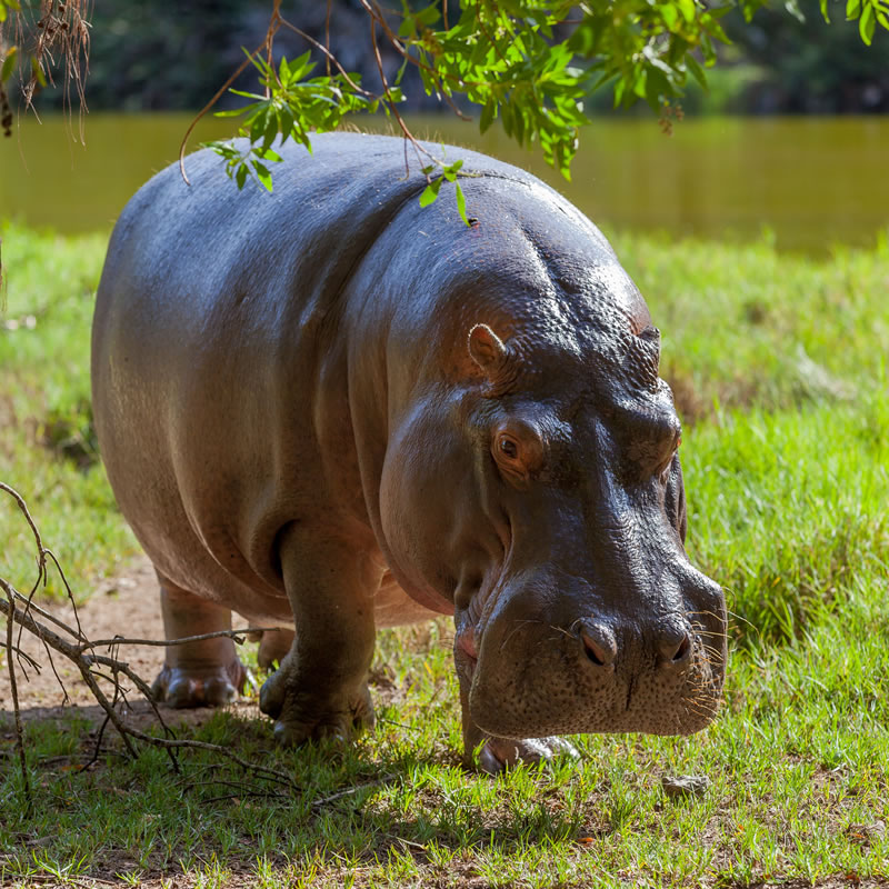 Detail Images Of A Hippopotamus Nomer 26