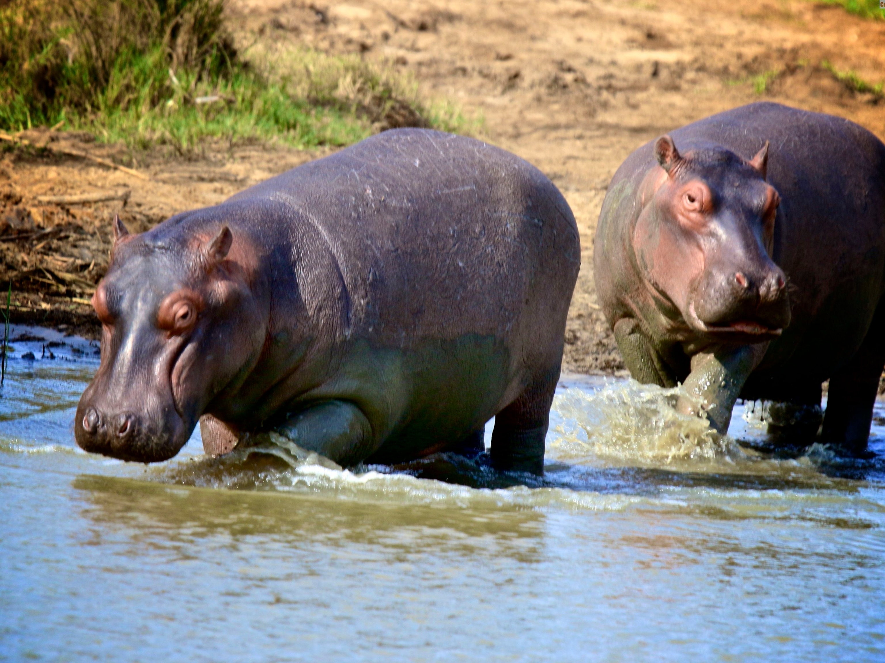 Detail Images Of A Hippopotamus Nomer 28