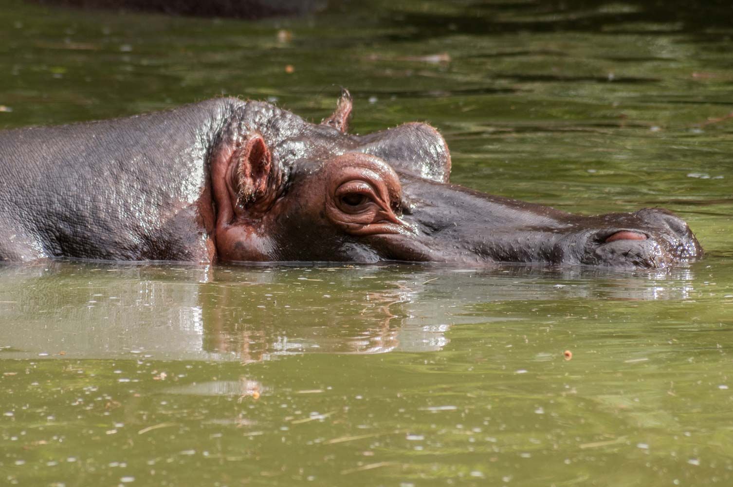 Detail Images Of A Hippopotamus Nomer 29