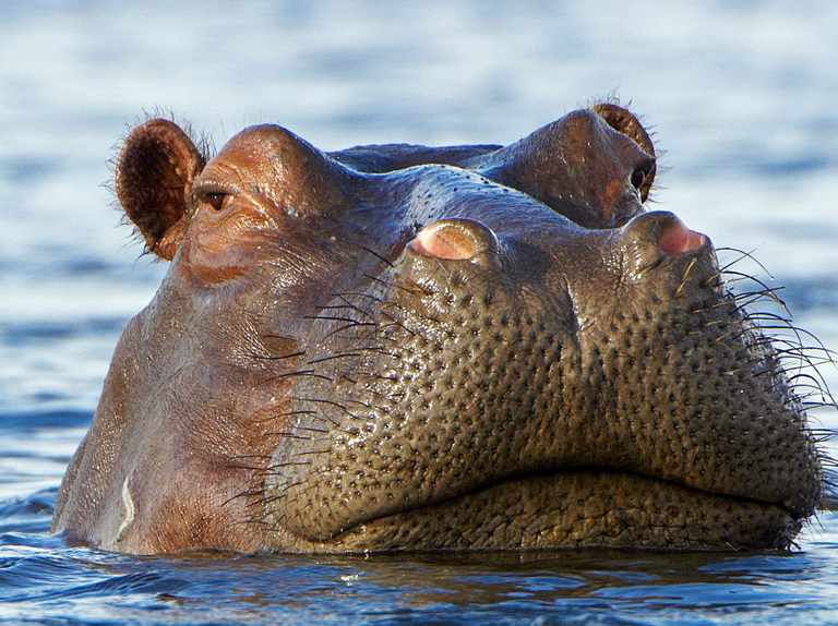 Detail Images Of A Hippopotamus Nomer 30