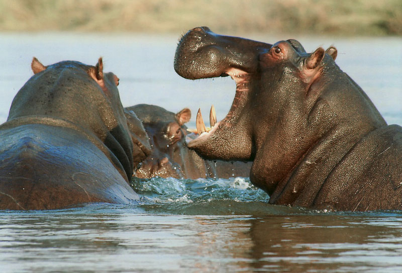Detail Images Of A Hippopotamus Nomer 31