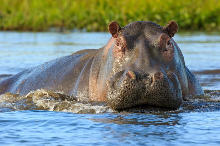 Detail Images Of A Hippopotamus Nomer 36