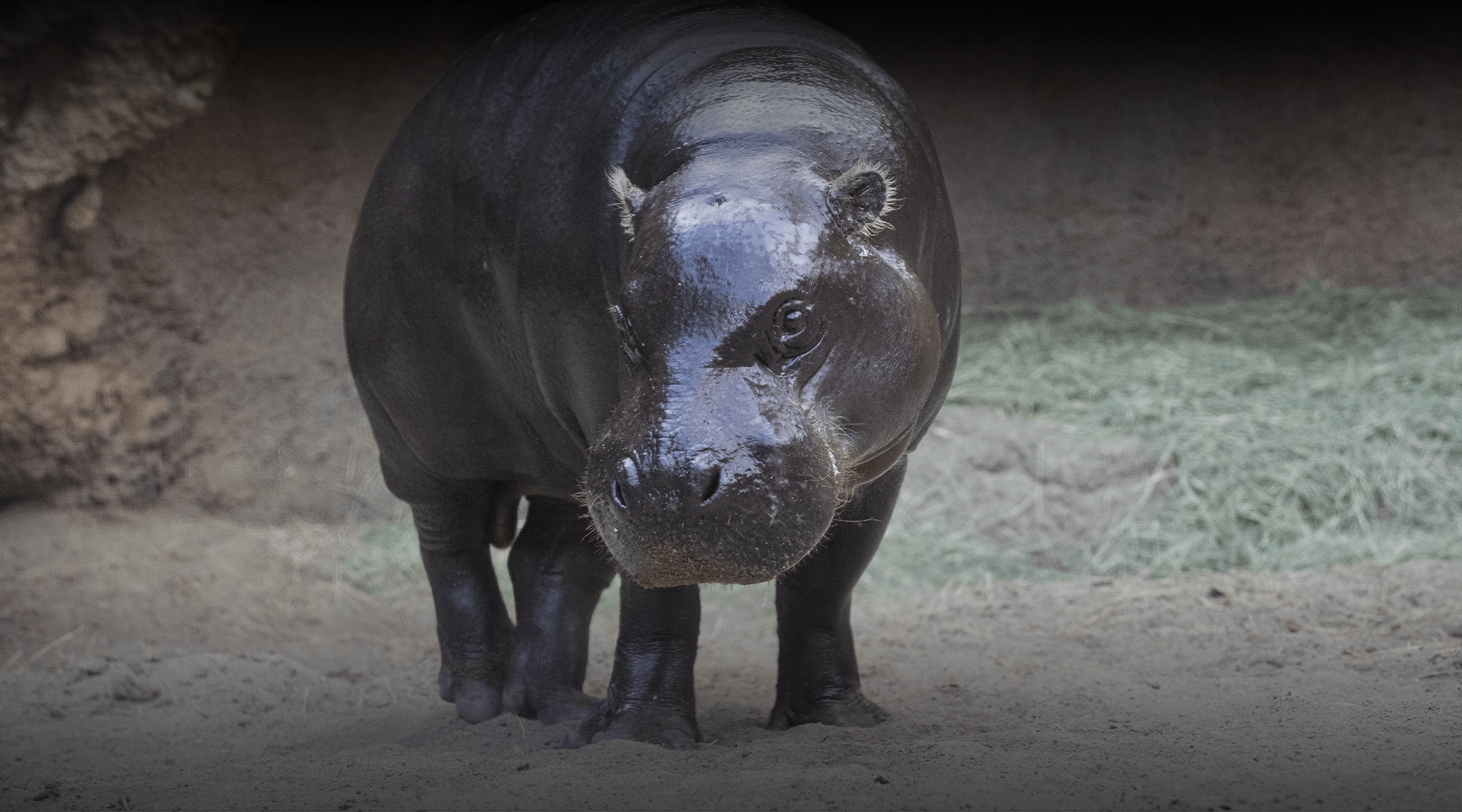 Detail Images Of A Hippopotamus Nomer 39