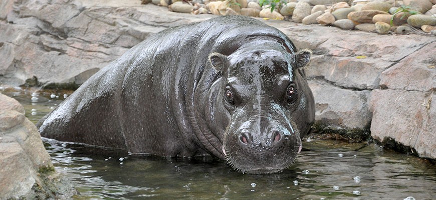 Detail Images Of A Hippopotamus Nomer 40