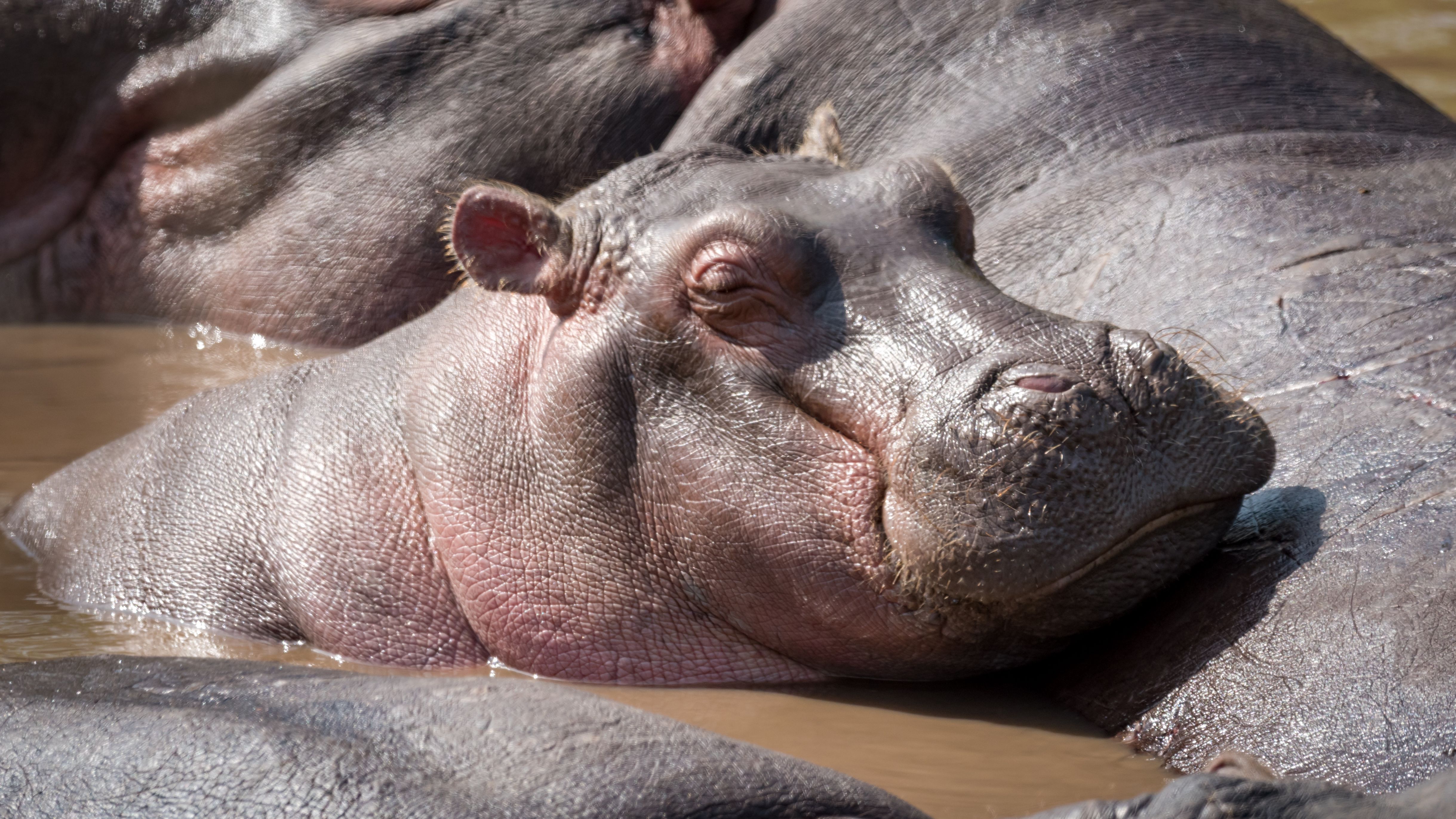 Detail Images Of A Hippopotamus Nomer 41