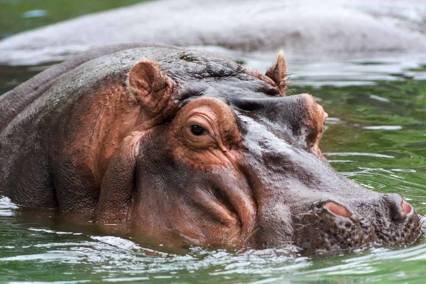 Detail Images Of A Hippopotamus Nomer 43