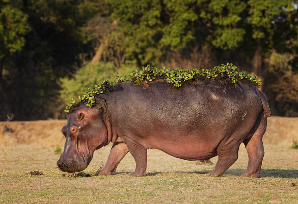 Detail Images Of A Hippopotamus Nomer 46