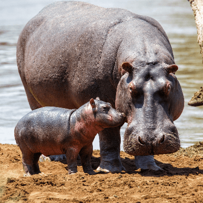 Detail Images Of A Hippopotamus Nomer 50