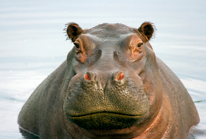 Detail Images Of A Hippopotamus Nomer 10