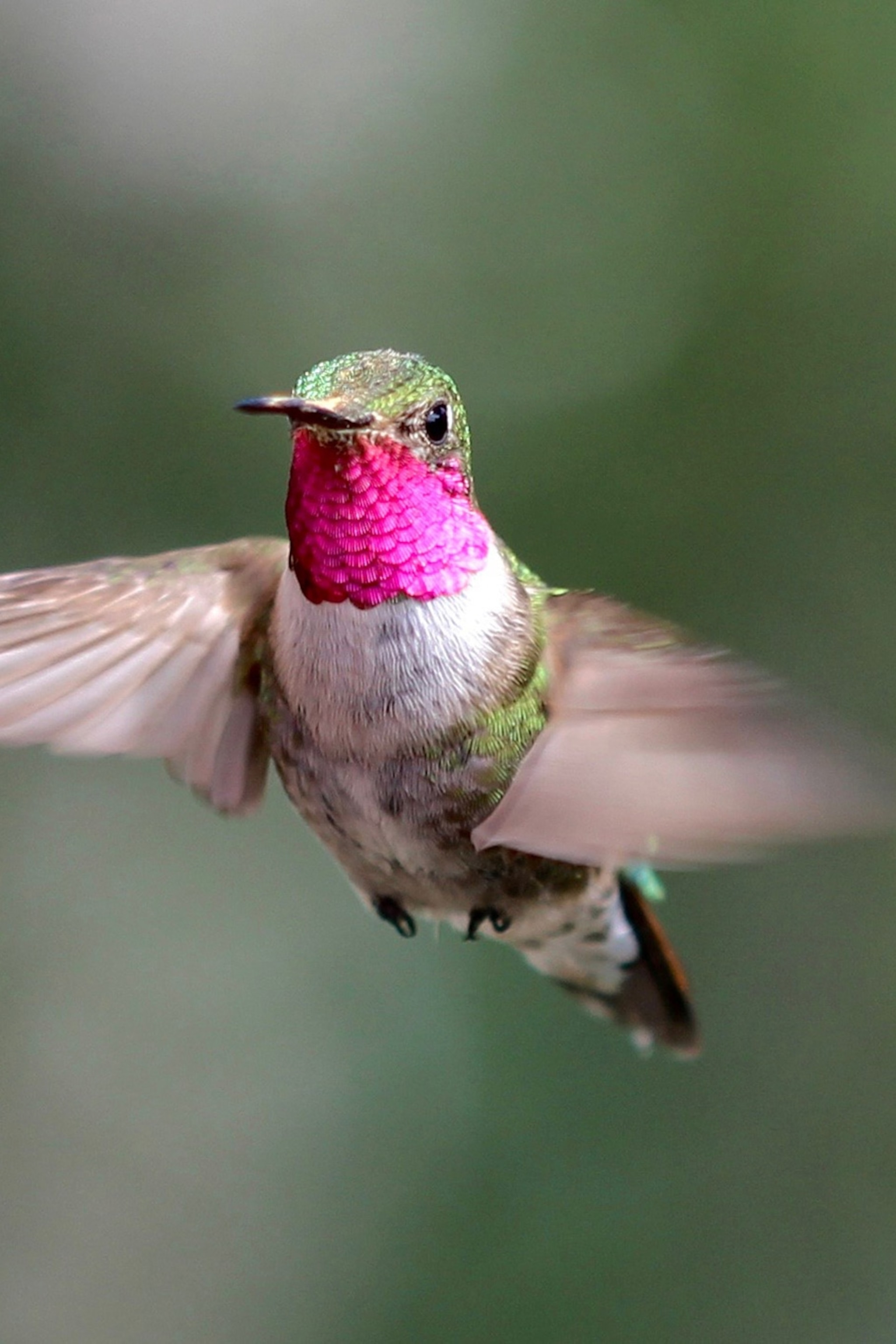 Download Images Of A Hummingbird Nomer 12