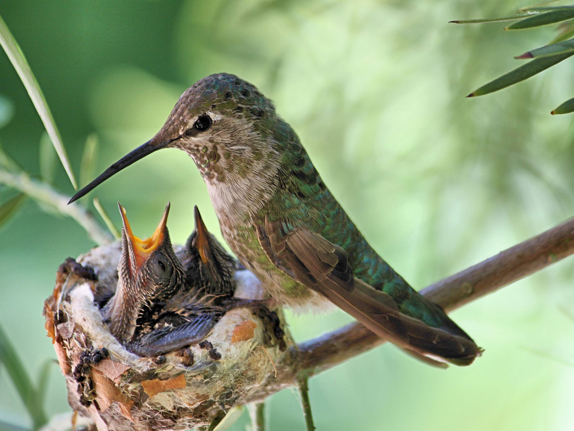 Download Images Of A Hummingbird Nomer 15
