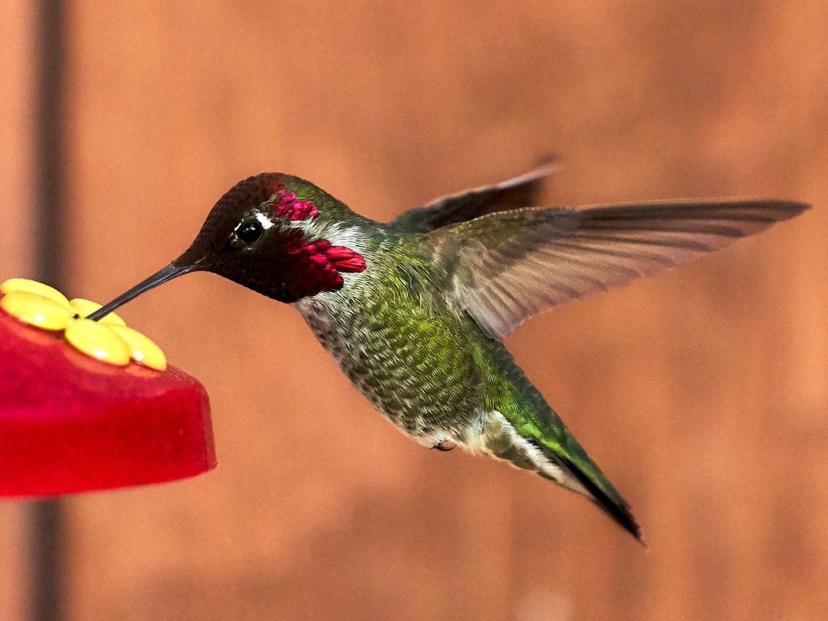 Detail Images Of A Hummingbird Nomer 3