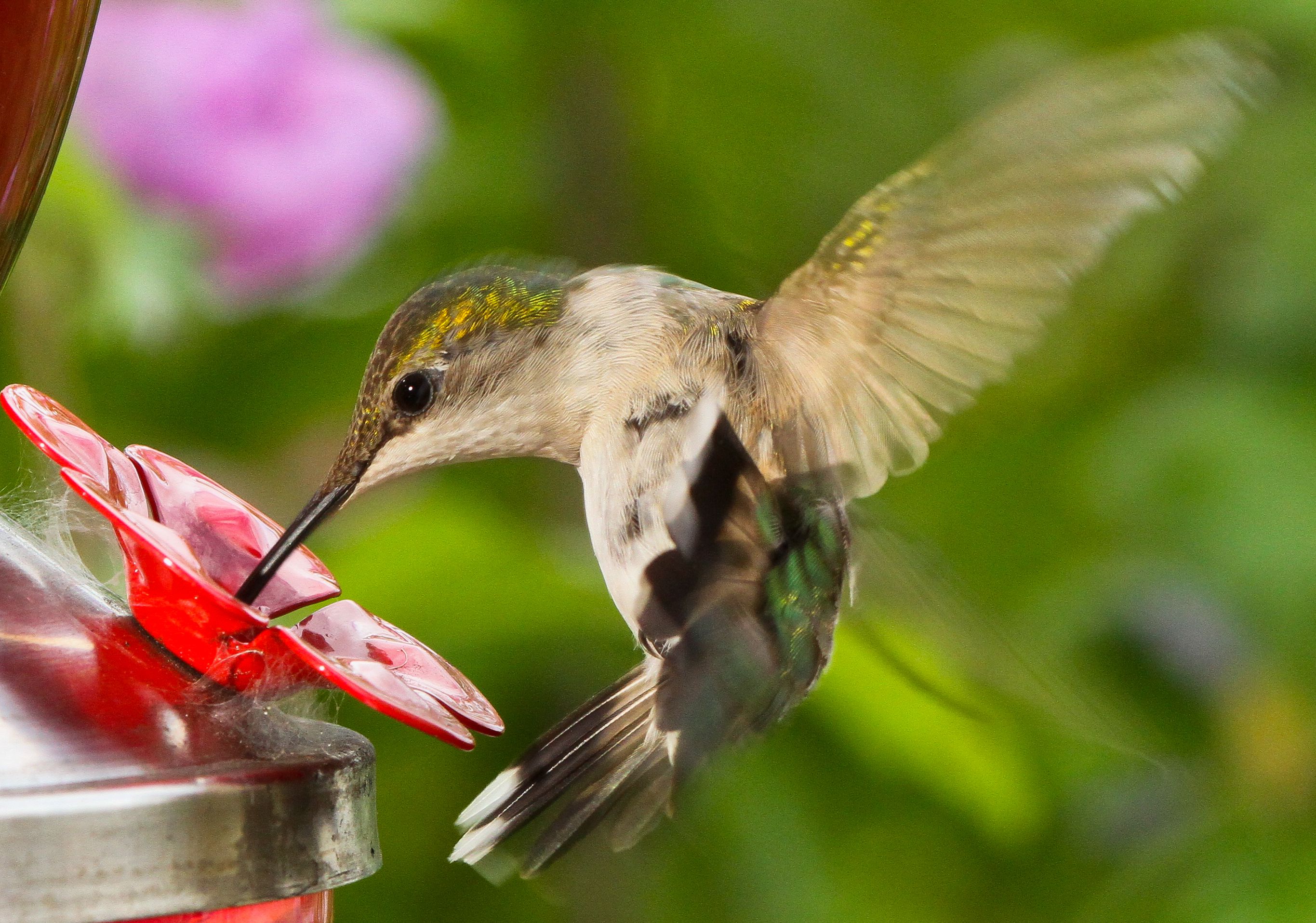 Detail Images Of A Hummingbird Nomer 30