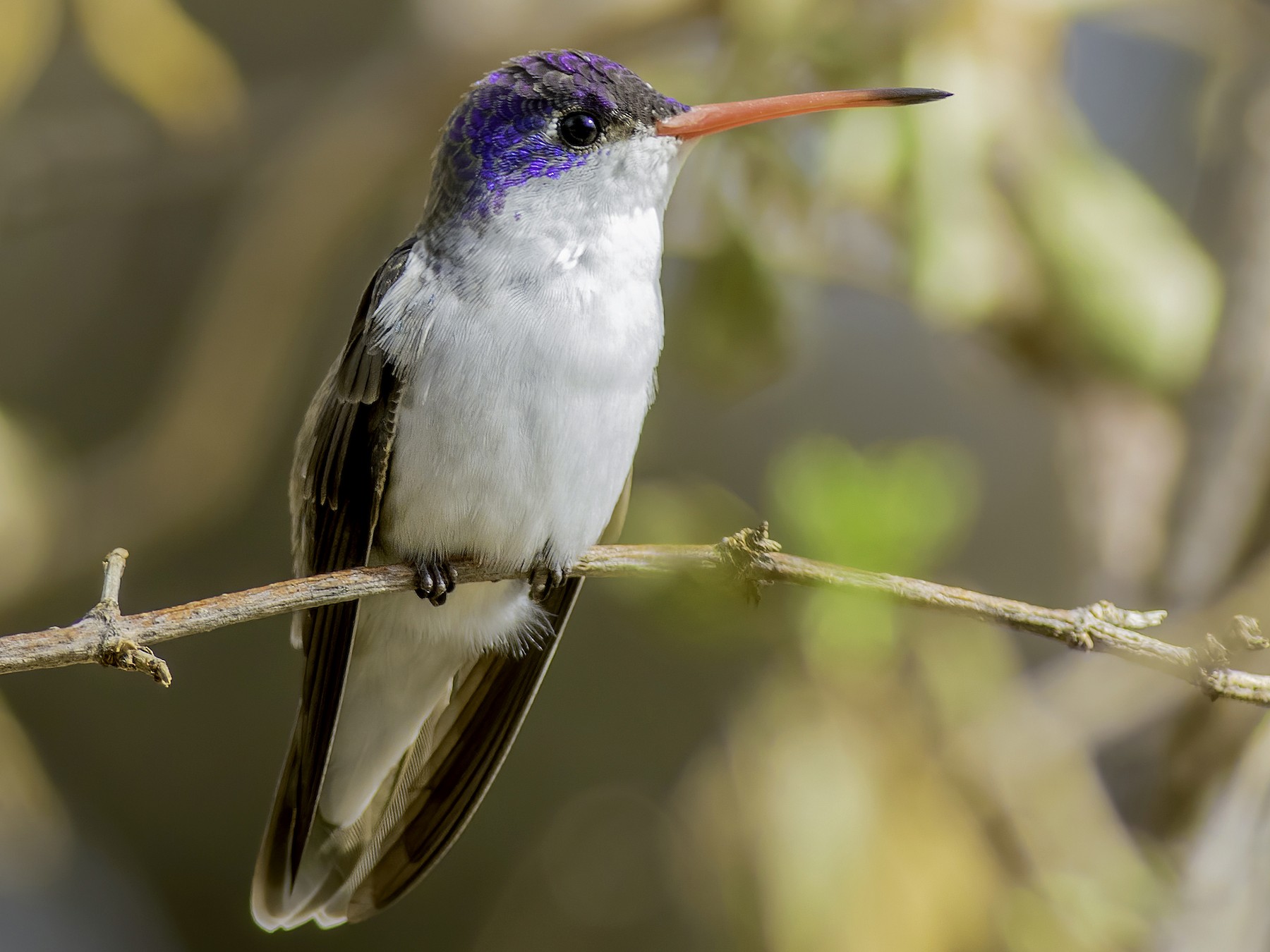 Detail Images Of A Hummingbird Nomer 36