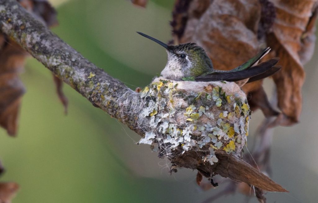 Detail Images Of A Hummingbird Nomer 40