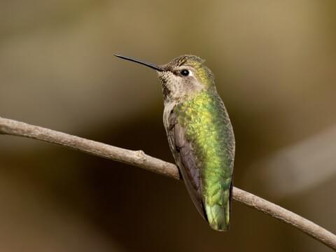 Detail Images Of A Hummingbird Nomer 42