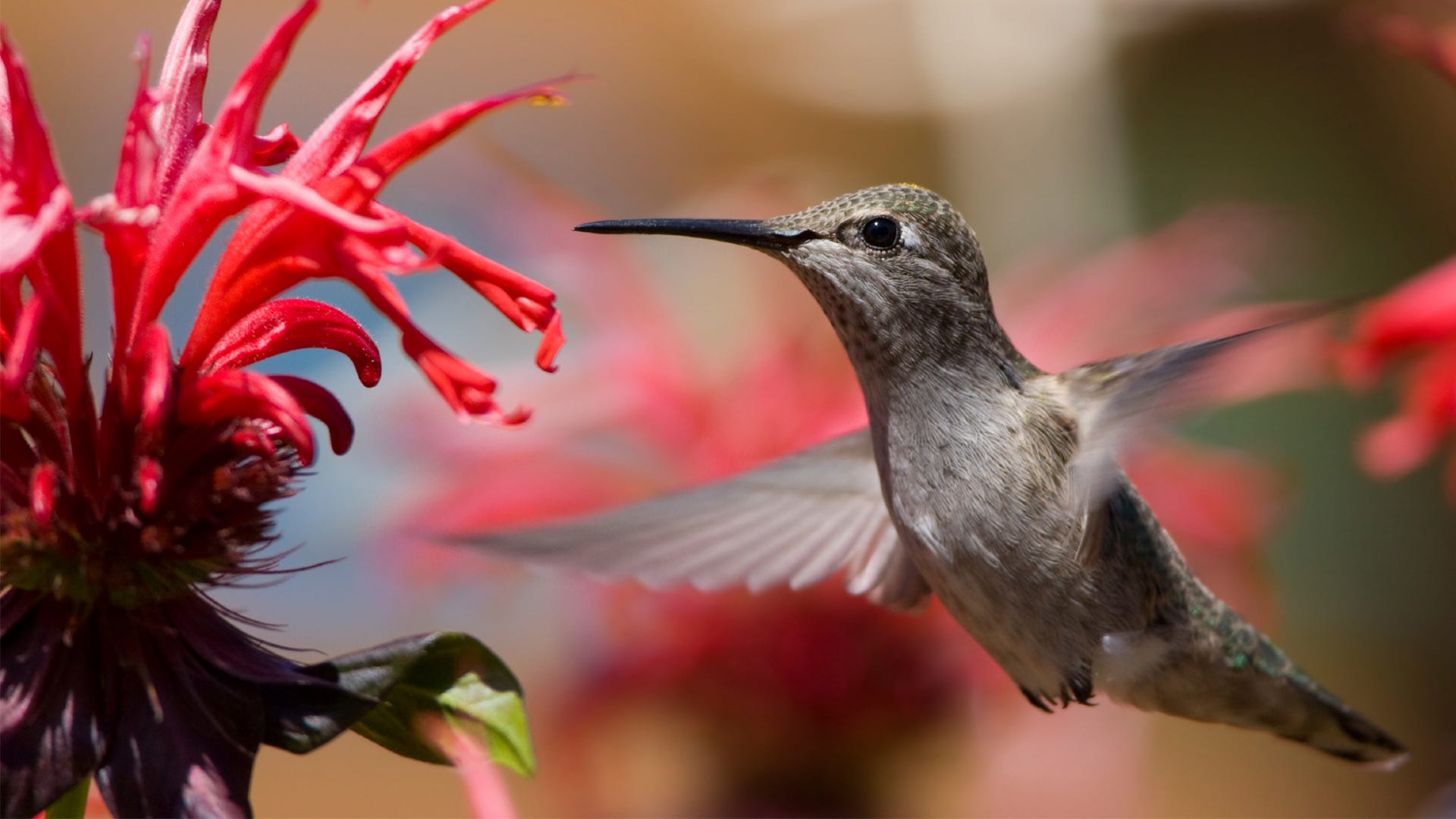 Detail Images Of A Hummingbird Nomer 45