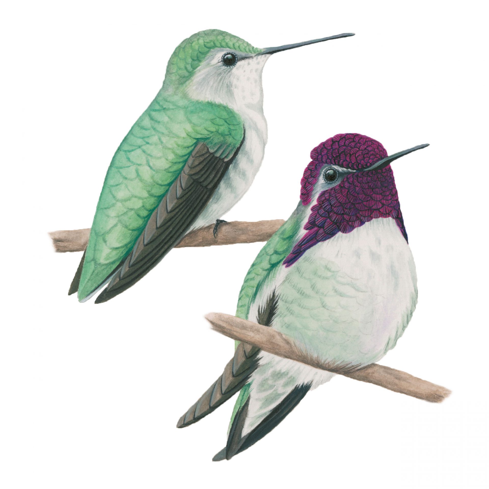 Detail Images Of A Hummingbird Nomer 49