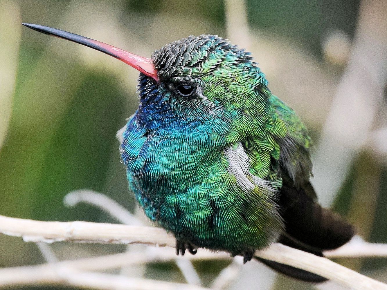 Detail Images Of A Hummingbird Nomer 50