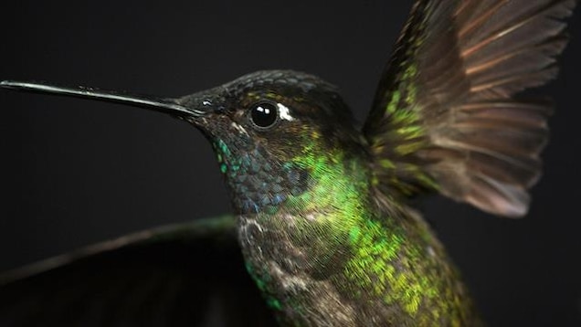 Detail Images Of A Hummingbird Nomer 51