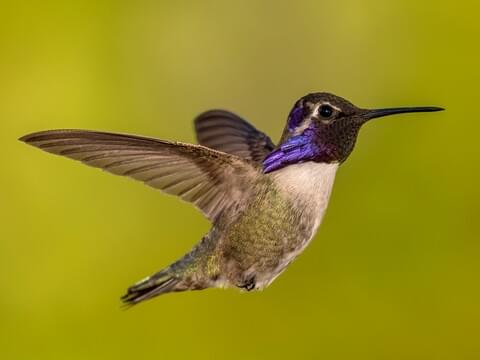 Detail Images Of A Hummingbird Nomer 53