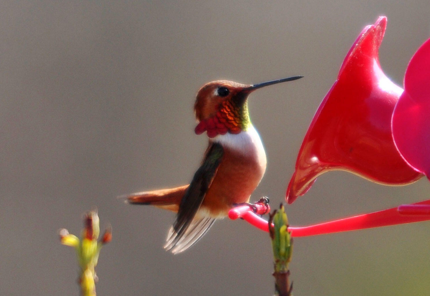 Detail Images Of A Hummingbird Nomer 54