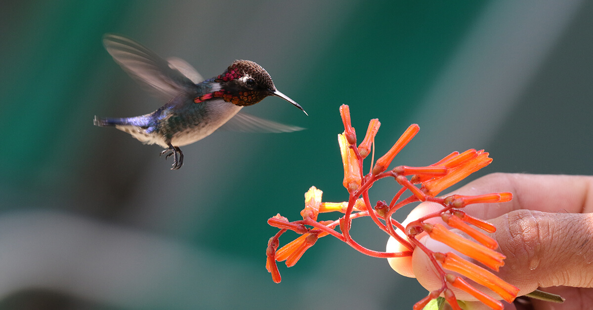 Detail Images Of A Hummingbird Nomer 55