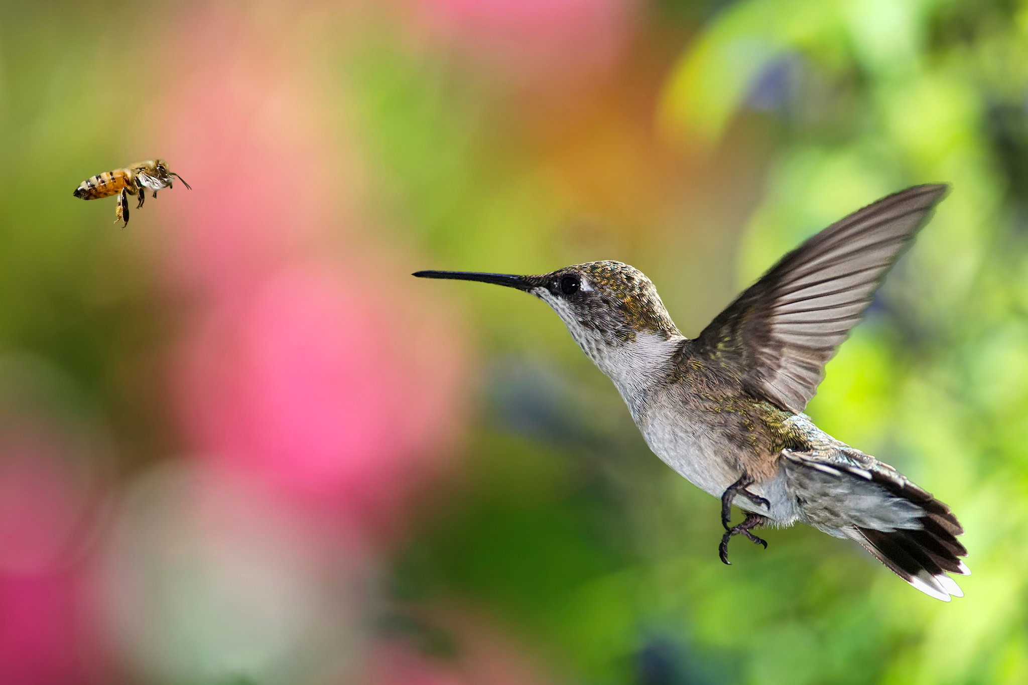 Detail Images Of A Hummingbird Nomer 57