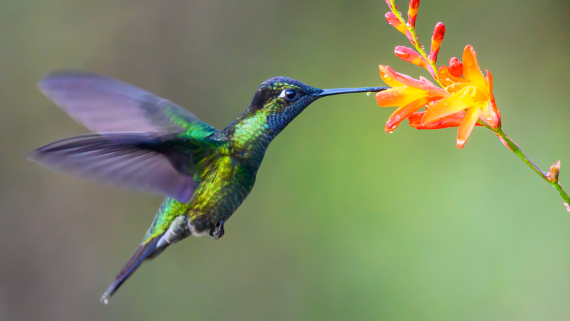 Detail Images Of A Hummingbird Nomer 9