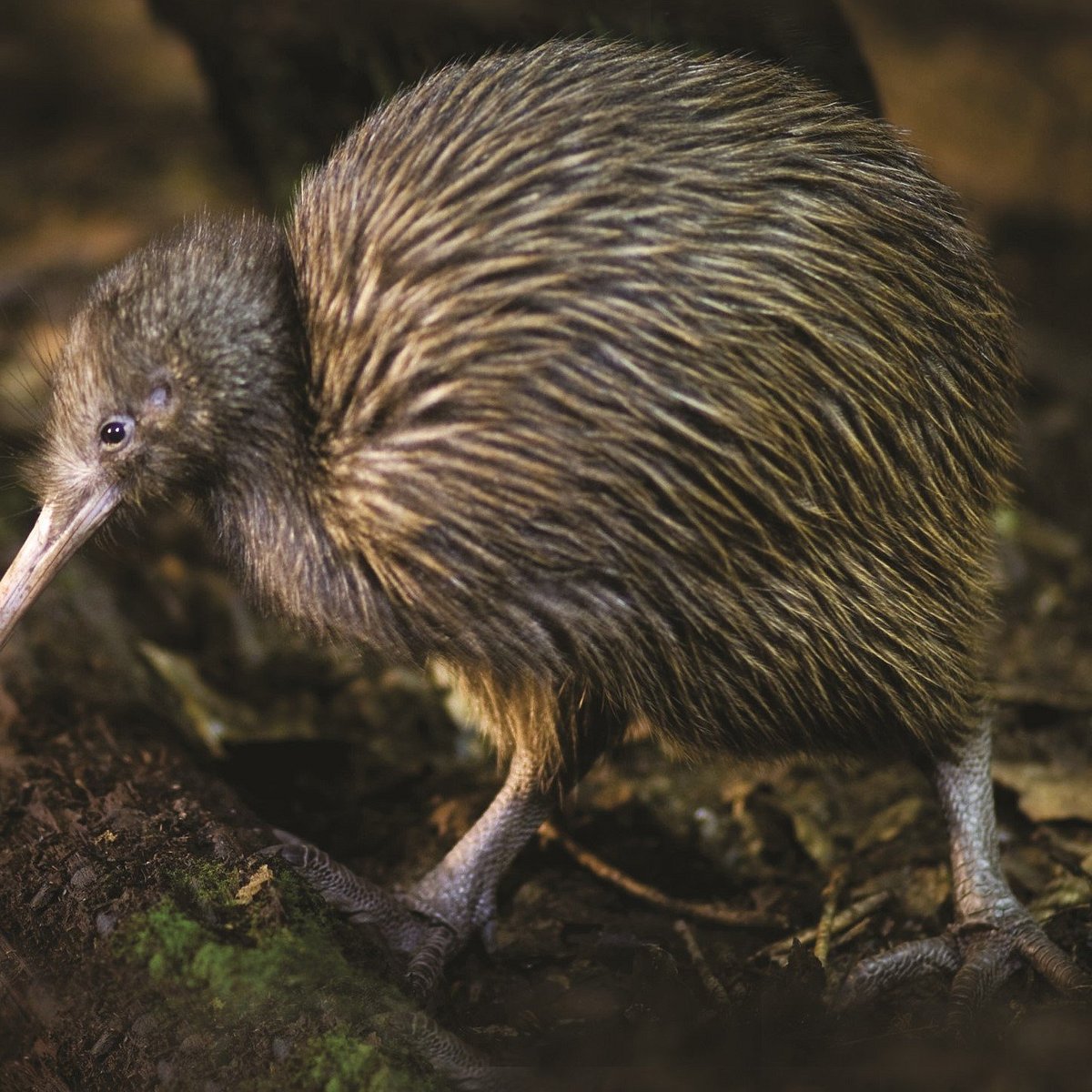 Detail Images Of A Kiwi Bird Nomer 11