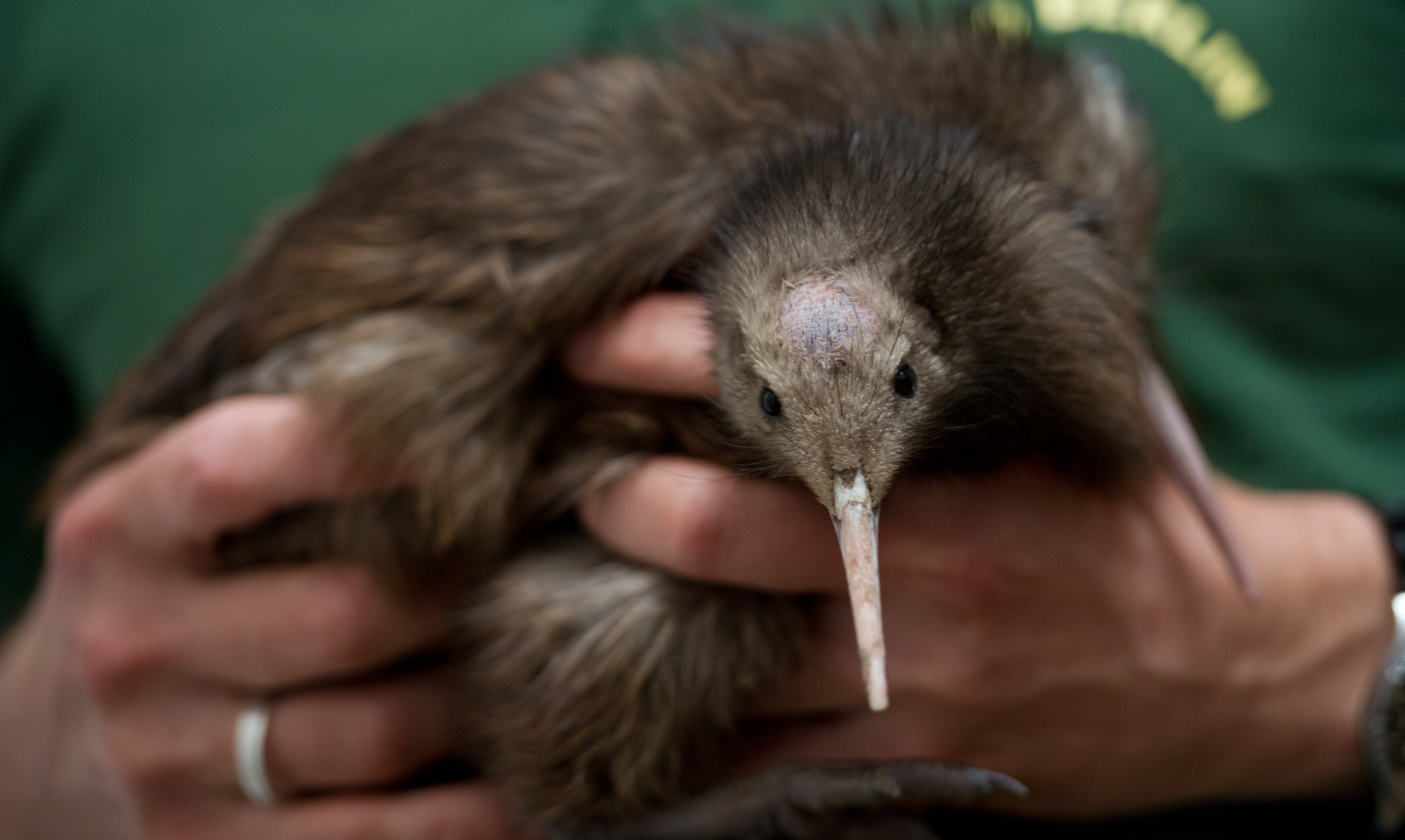 Detail Images Of A Kiwi Bird Nomer 13