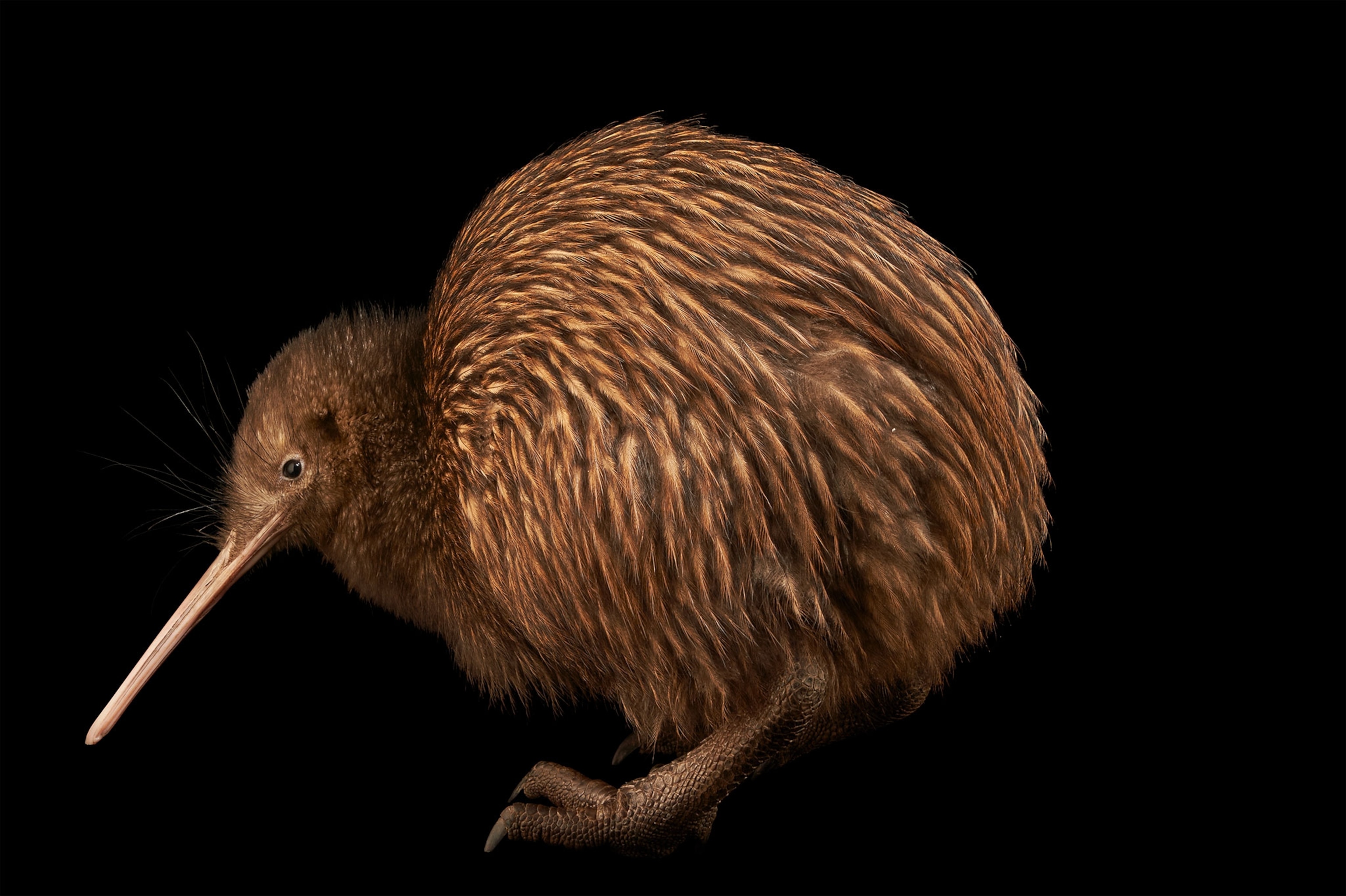 Detail Images Of A Kiwi Bird Nomer 14
