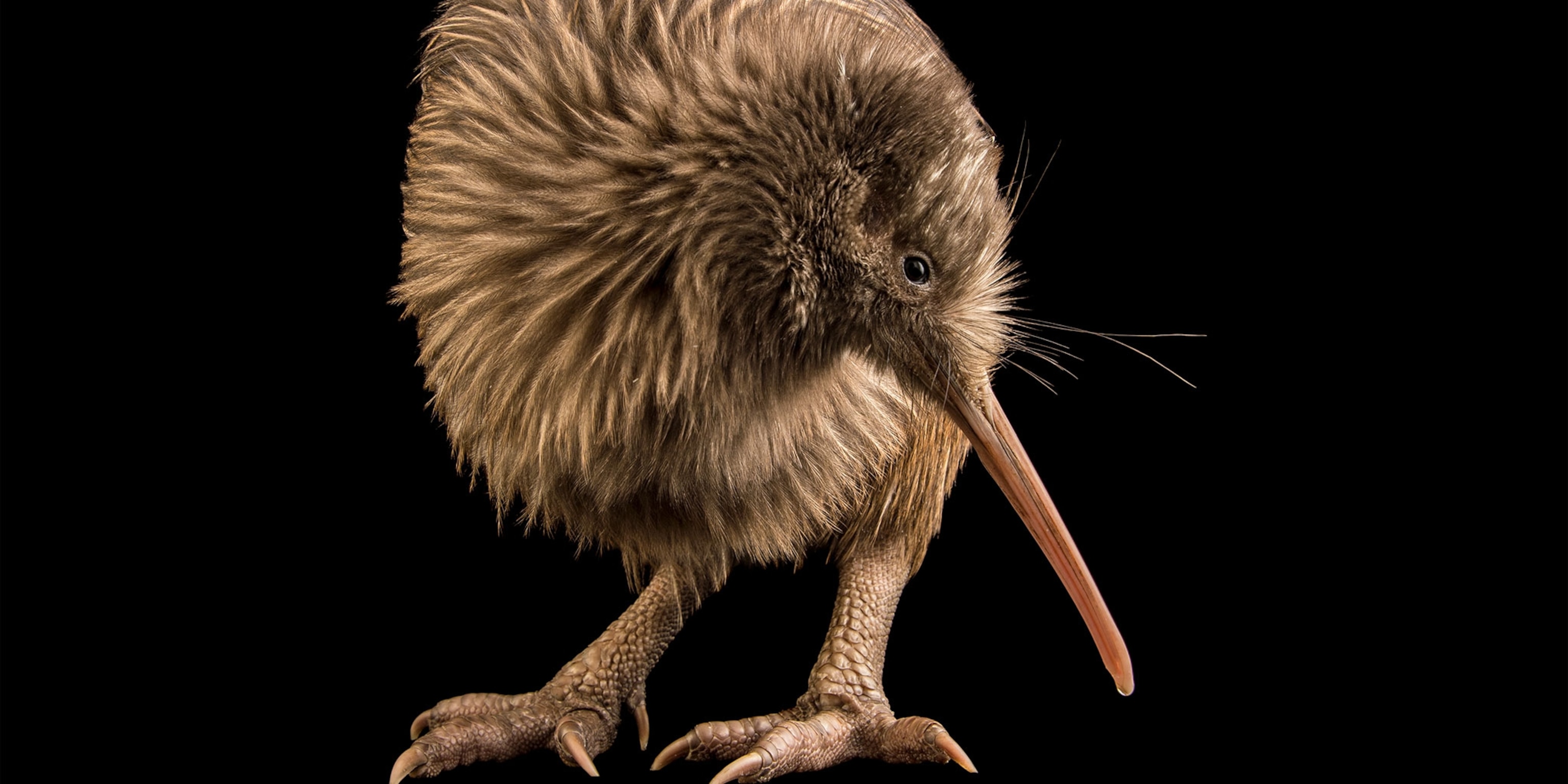 Detail Images Of A Kiwi Bird Nomer 18