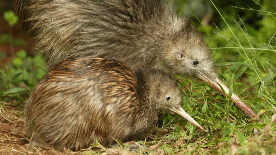 Detail Images Of A Kiwi Bird Nomer 23
