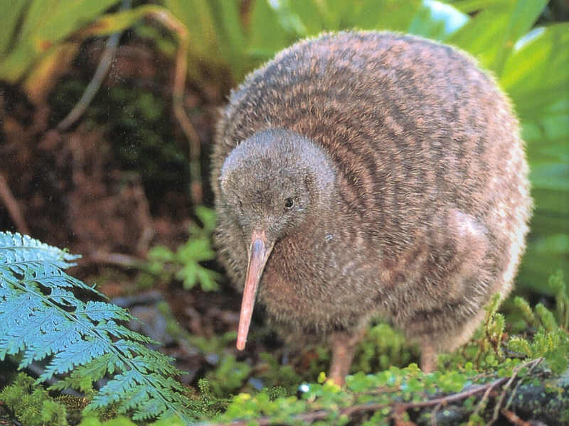 Detail Images Of A Kiwi Bird Nomer 24