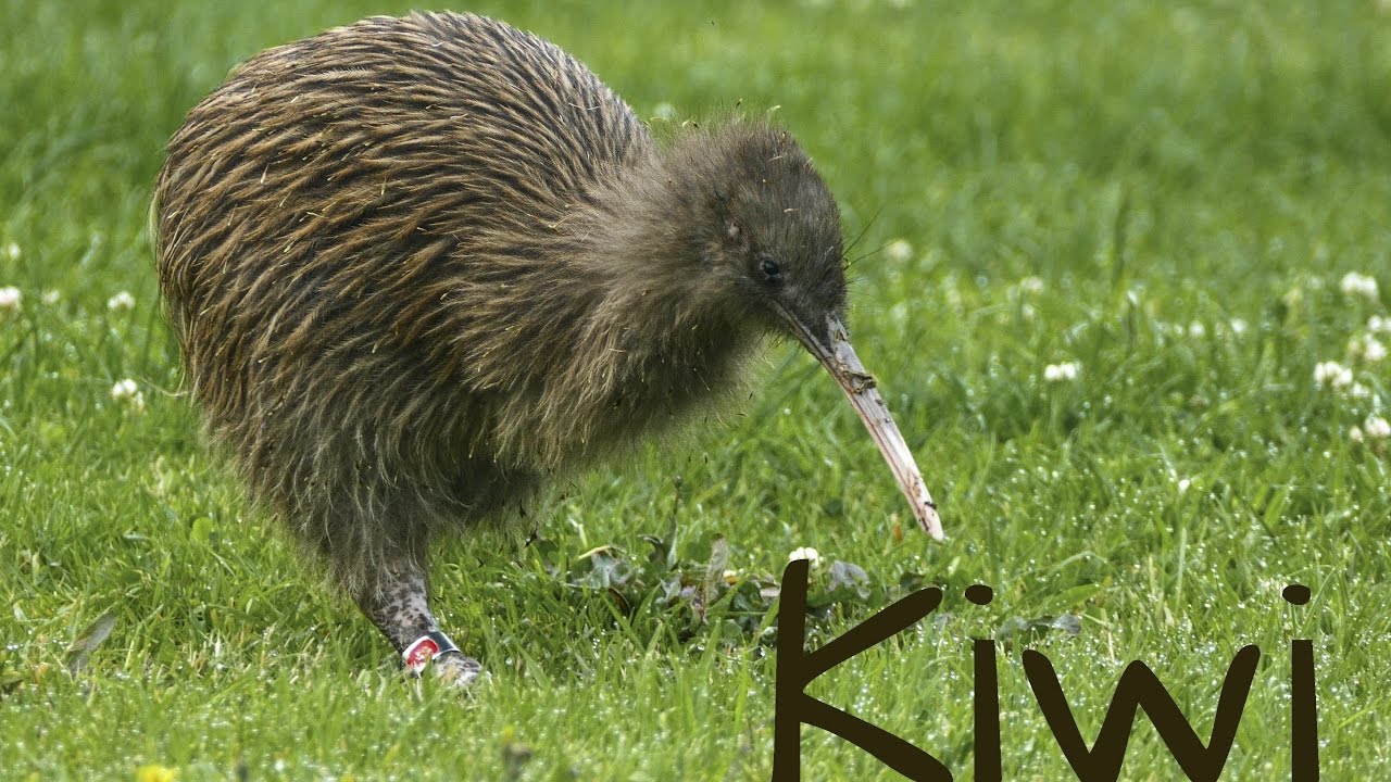 Detail Images Of A Kiwi Bird Nomer 37