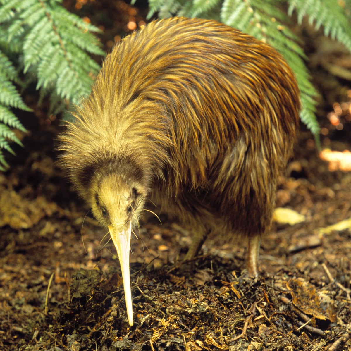 Detail Images Of A Kiwi Bird Nomer 42