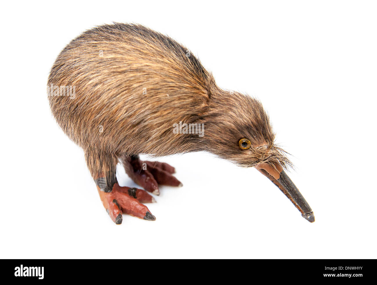 Detail Images Of A Kiwi Bird Nomer 43