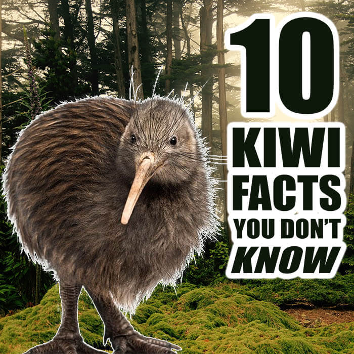 Detail Images Of A Kiwi Bird Nomer 46