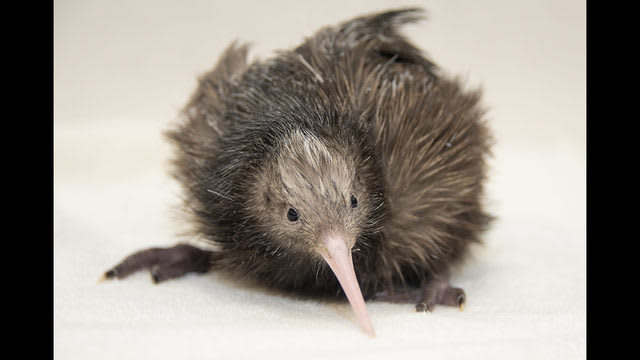 Detail Images Of A Kiwi Bird Nomer 50