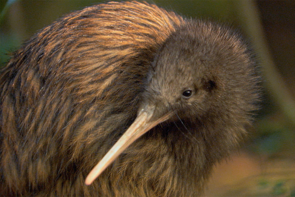 Detail Images Of A Kiwi Bird Nomer 7