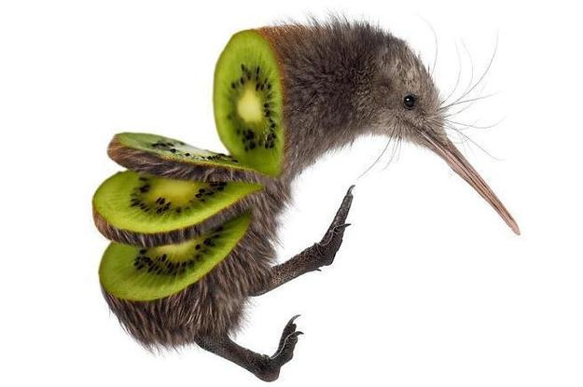 Detail Images Of A Kiwi Bird Nomer 8