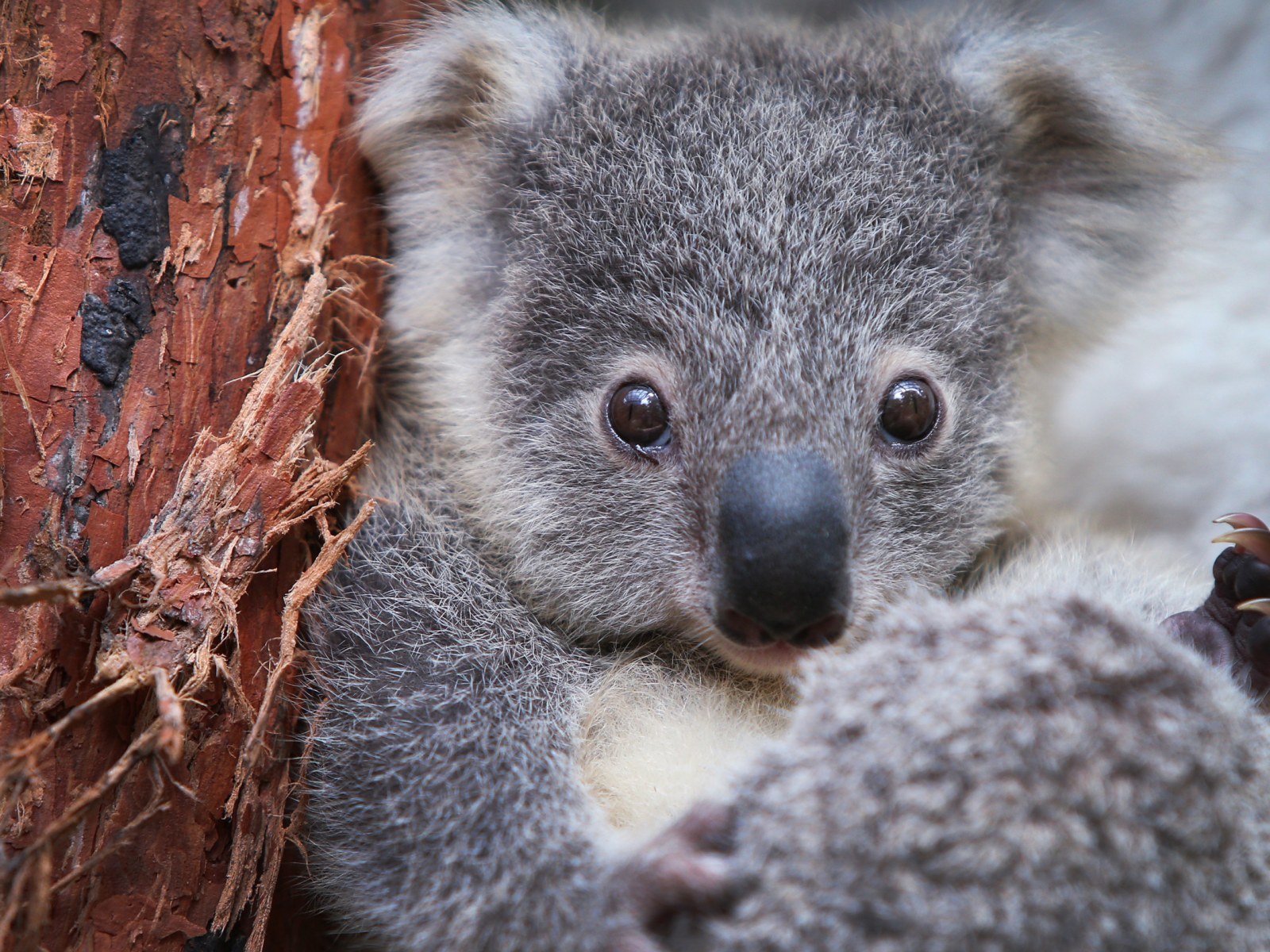 Detail Images Of A Koala Nomer 17