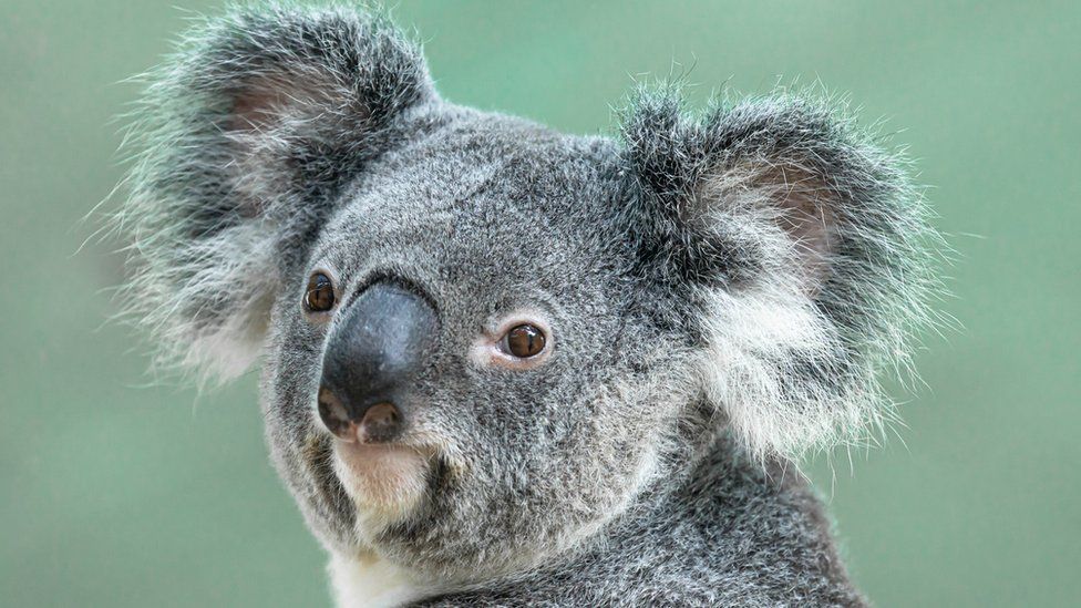 Detail Images Of A Koala Nomer 7