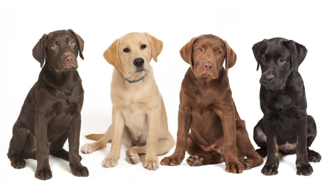 Detail Images Of A Labrador Retriever Nomer 2